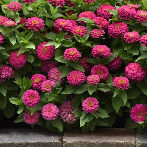 Zinnia Zesty Pink Flower Seeds