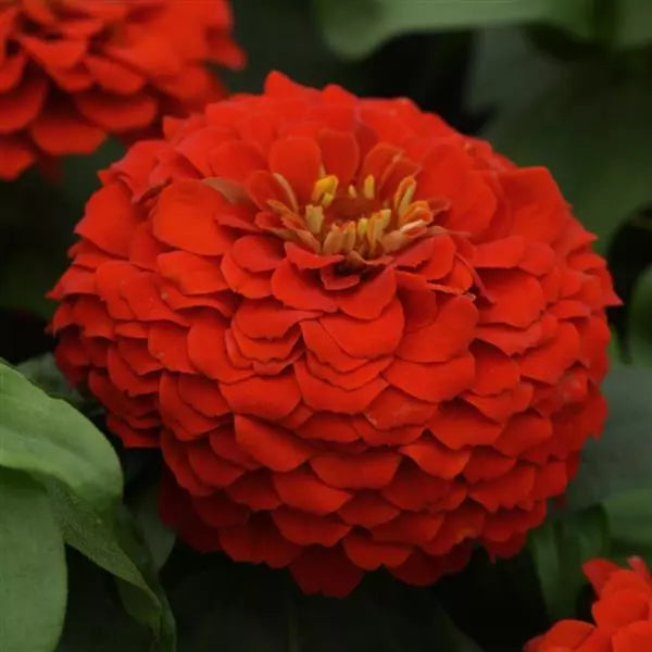 Zinnia Zesty Scarlet Flower Seeds