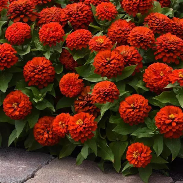 Zinnia Zesty Scarlet Flower Seeds