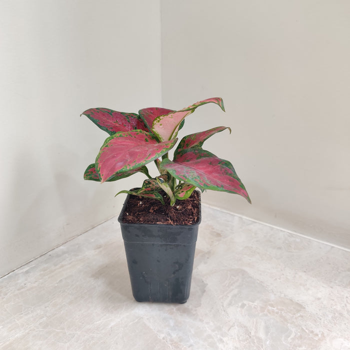 Aglaonema Black New Plant with vibrant foliage in 8.5 cm pot