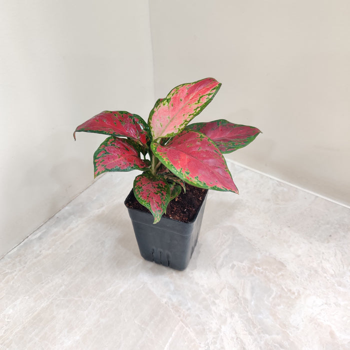 Indoor Aglaonema plant in a black pot showcasing pink and green leaves