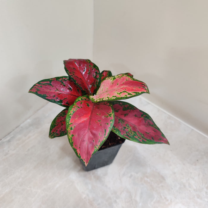 Close-up of Aglaonema Black New Plant's colorful leaf patterns