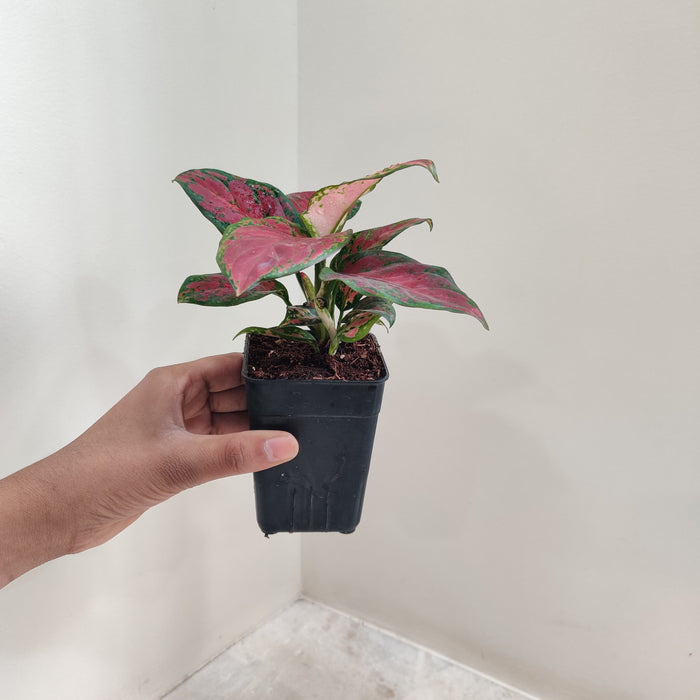 aglaonema-black-new-plant-8-5cm-pot