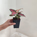 aglaonema-black-new-plant-8-5cm-pot