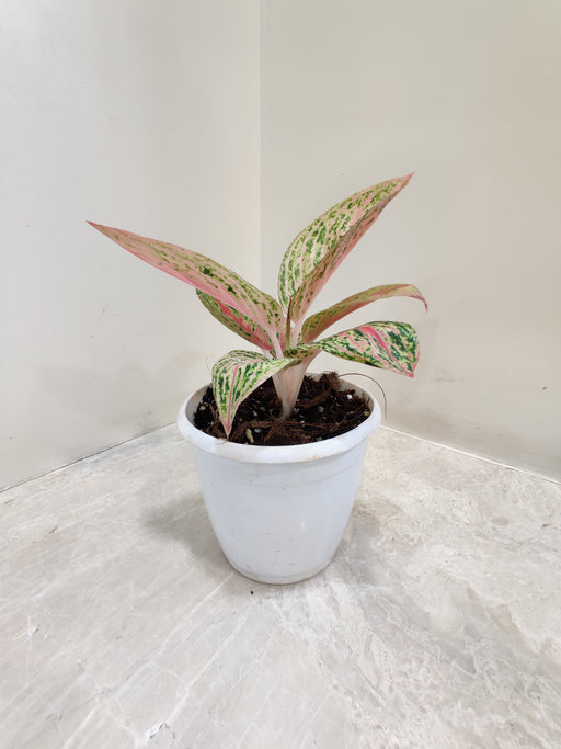 Aglaonema Golden Powder plant beautiful leaves 