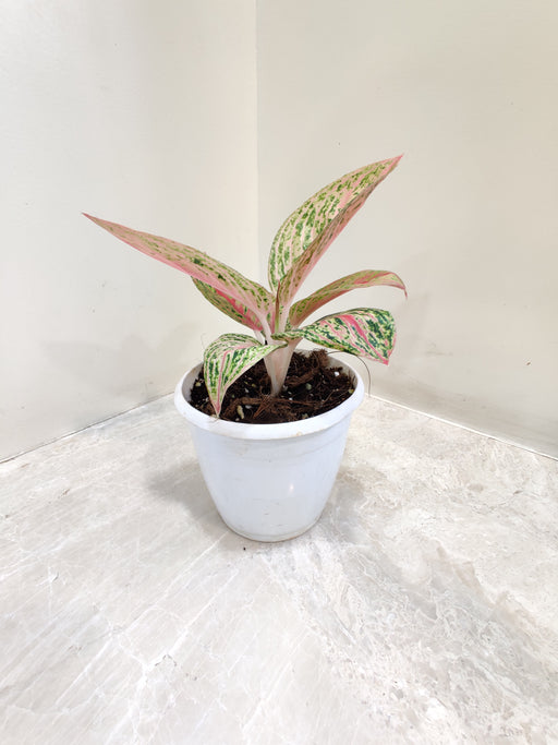 Aglaonema Golden Powder  indoor plant for home decor