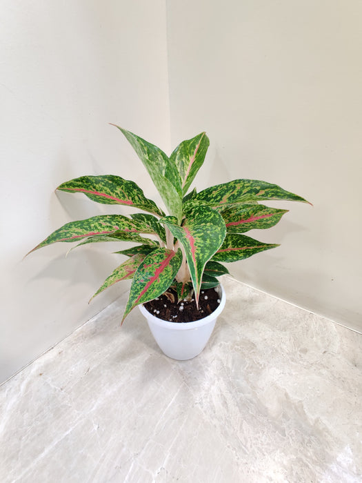 Aglaonema Happiness Plant in 12 cm plastic pot