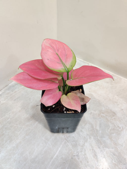 Aglaonema Magical Gal plant with vibrant pink 