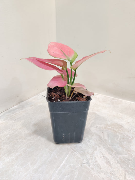 Aglaonema Magical Gal air-purifying indoor plant