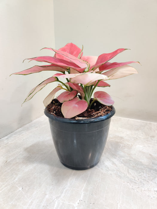 Aglaonema Magical Gel plant with vibrant pink and green leaves in a black pot