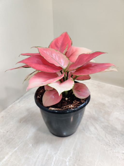 Close-up of Aglaonema Magical Gel foliage in a decorative indoor pot