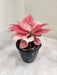 Close-up of Aglaonema Magical Gel foliage in a decorative indoor pot