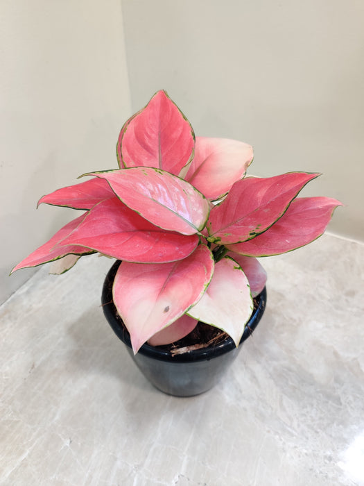 Pink and green Aglaonema Magical Gel plant for home decor