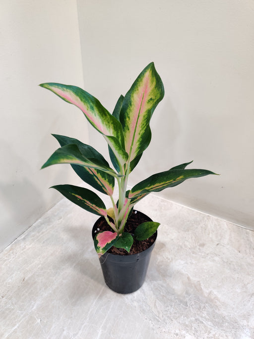 Aglaonema New Pink Plant with vibrant pink and green foliage in plastic pot