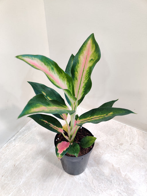 Low-maintenance Aglaonema New Pink Plant for home or office decor