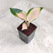 Aglaonema Peach Cochin Plant