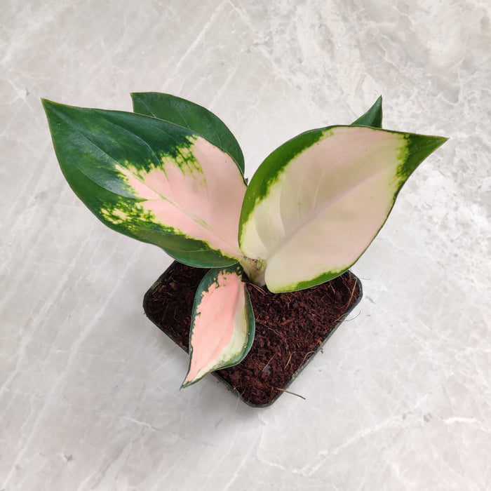 Air-purifying Aglaonema Peach Cochin