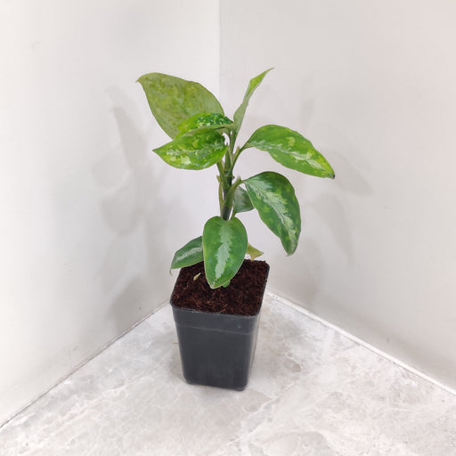  Aglaonema Pictum Tricolor in 7 cm pot with green, white, and silver leaves