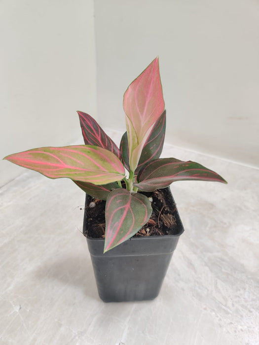 Close-up of Red Veined Leaves on Aglaonema Plant