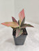 Close-up of Red Veined Leaves on Aglaonema Plant