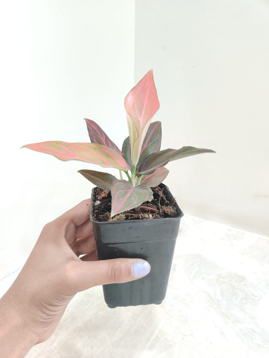 Aglaonema Red Vein for Home Decor