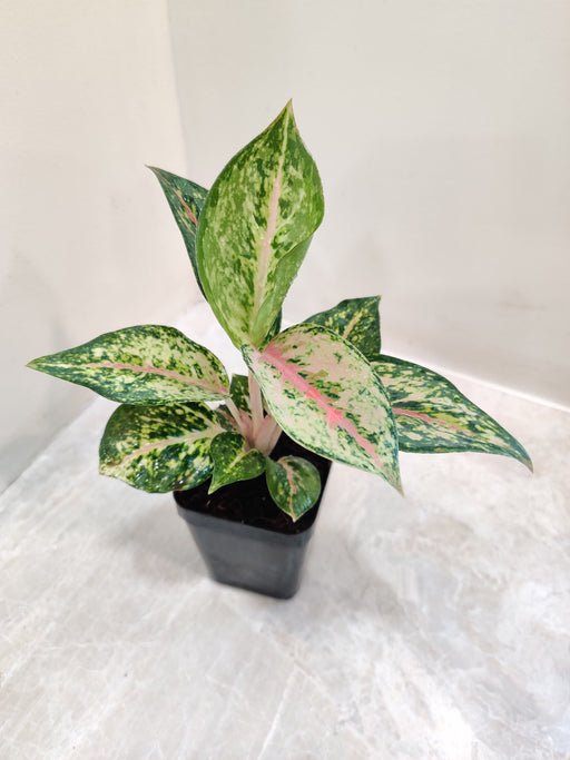 Low-maintenance Aglaonema Rotundum plant
