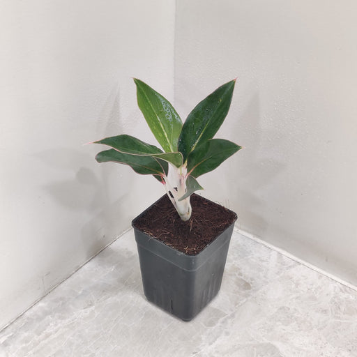 Aglaonema Sapphire Suzanne 7 cm indoor plant