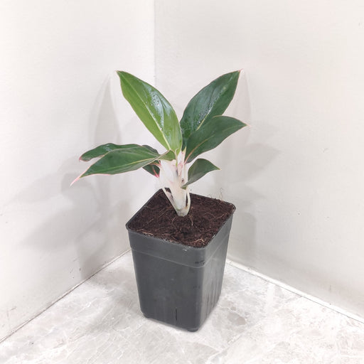  Close-up of glossy Aglaonema Sapphire Suzanne foliage, ideal for low light conditions.