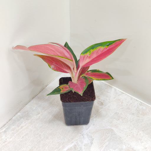 Aglaonema Thailand Red 7 cm indoor plant