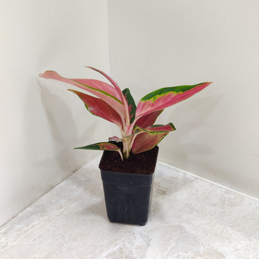 Close-up of Aglaonema Thailand Red plant 