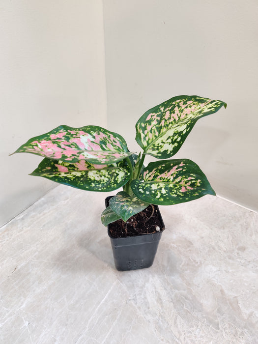 Aglaonema Tricolor plant with vibrant pink, green, and white foliage in an 7 cm pot