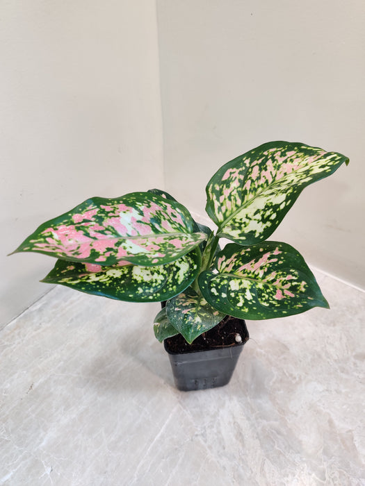 Buy Aglaonema Tricolor - Colorful Low Maintenance Indoor Plant