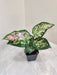 Buy Aglaonema Tricolor - Colorful Low Maintenance Indoor Plant