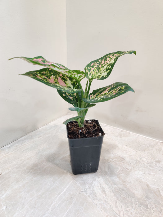 Low-maintenance Aglaonema Tricolor for home decor and air purification