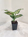 Low-maintenance Aglaonema Tricolor for home decor and air purification