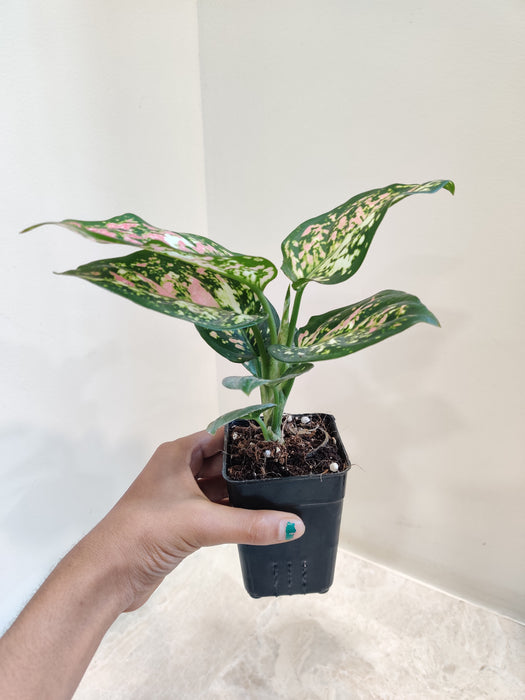 Aglaonema Tricolor foliage Plant
