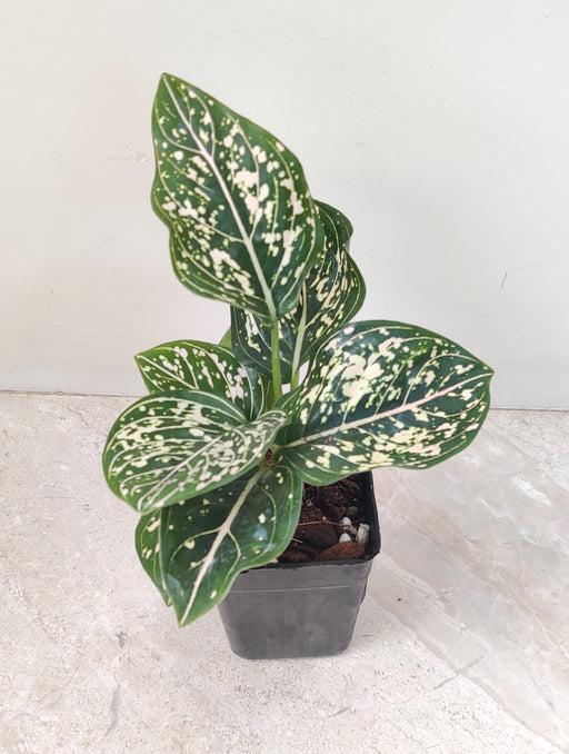 Aglaonema Pink Dotted Plant in 7 cm pot