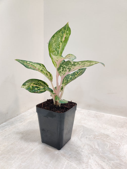 Aglaonema Rotundum Hybrid plant in 7 cm pot