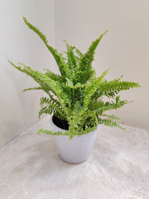 fluffy-ruffles-fern-plant