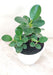 Ficus Island Dwarf plant in white plastic pot