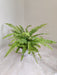 air-purifying-indoor-plant