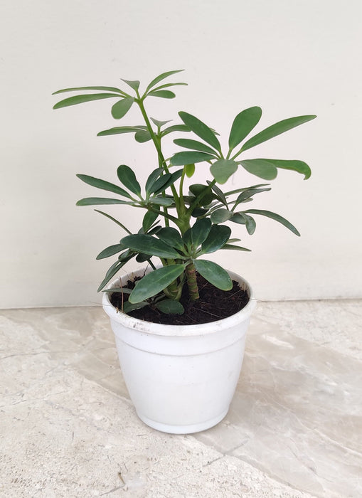 Schefflera Green Plant in 7 cm pot