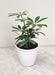 Schefflera Green Plant in 7 cm pot