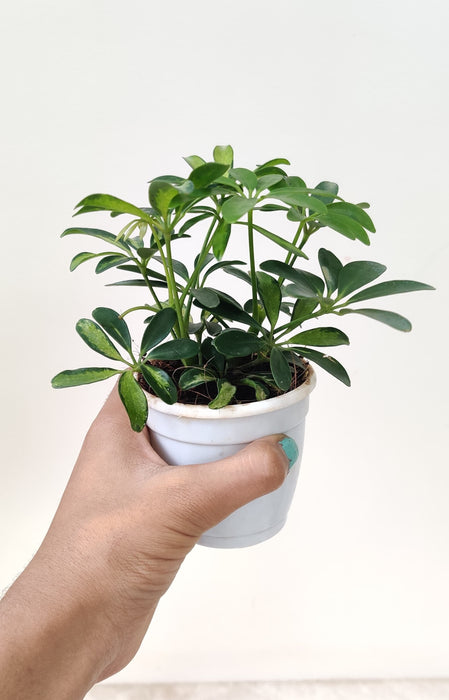 Indoor plant with green and yellow variegated leaves