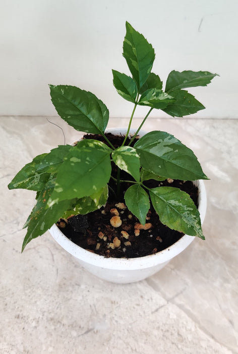 Indoor Variegated Radermachera plant for home decor