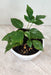 Indoor Variegated Radermachera plant for home decor