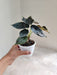 Alocasia Azlanii Houseplant