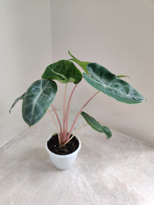 Alocasia Pink Dragon Plant