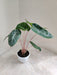 Alocasia Pink Dragon Plant