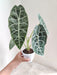 Alocasia Longiloba Indoor Decor Plant